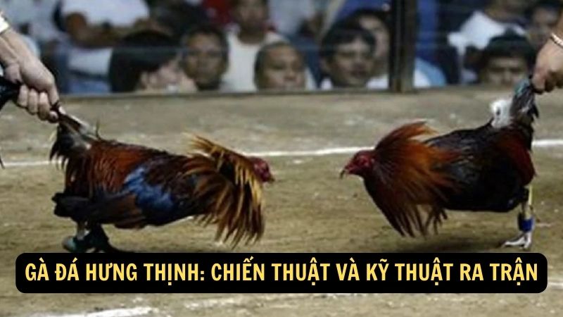 Gà Đá Hưng Thịnh: Chiến thuật và kỹ thuật ra trận