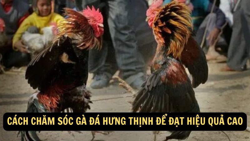 Cách chăm sóc gà đá Hưng Thịnh để đạt hiệu quả cao