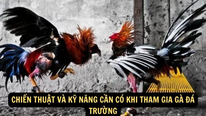 Chiến thuật và kỹ năng cần có khi tham gia Gà Đá Trường