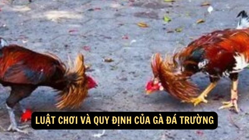 Luật chơi và quy định của Gà Đá Trường